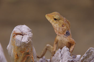 Close-up of a lizard looking away