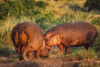 Rhinoceros standing on field