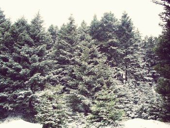 Snow covered trees