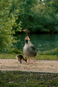 Bird by lake against trees