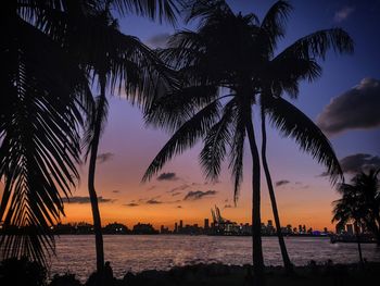 Silhouette palm trees at beach against sky during sunset