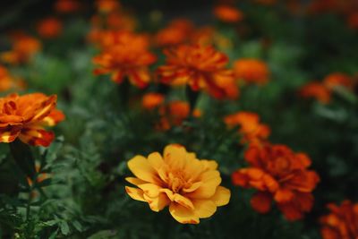 Close-up of orange marigold flowers