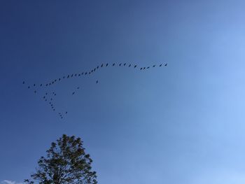 Low angle view of birds flying in sky