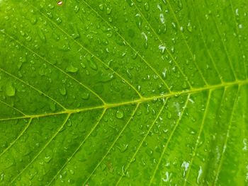 Full frame shot of wet leaves