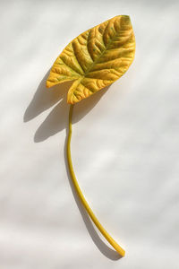 Close-up of yellow flowering plant