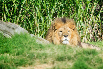 High angle view of lion lying on grassy field