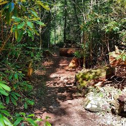 Narrow pathway in forest