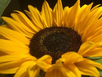 Close-up of sunflower