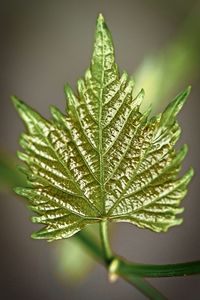 Close-up of green leaf