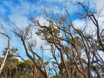 Low angle view of bare trees against blue sky