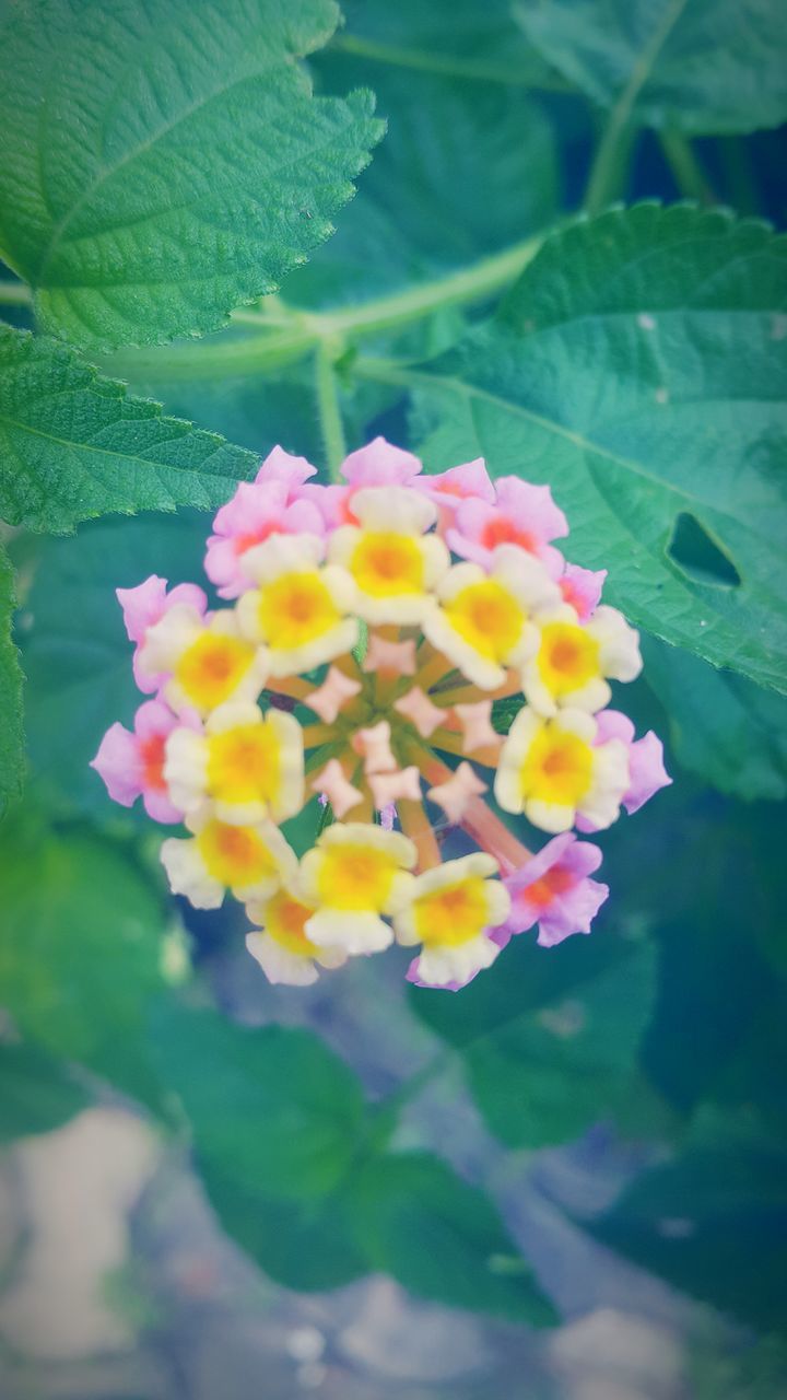 CLOSE-UP OF FRESH WHITE FLOWER BLOOMING IN PARK