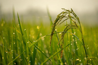 Close-up of grass growing on field