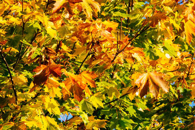 Leaves on tree trunk