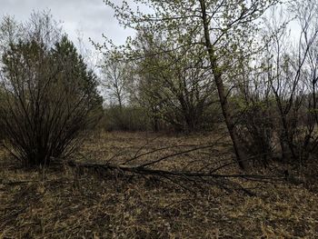 Bare trees on field in forest against sky