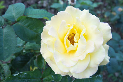 Close-up of pink flower blooming outdoors