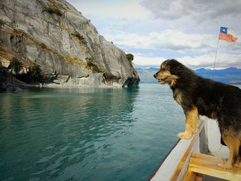 Dog on sea against sky