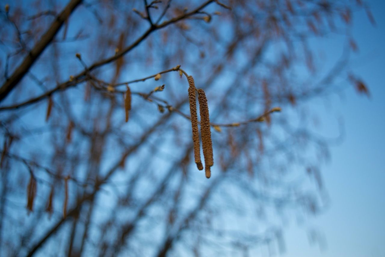 branch, focus on foreground, tree, nature, close-up, low angle view, beauty in nature, twig, growth, selective focus, winter, season, cold temperature, fragility, outdoors, day, flower, snow, blue, no people