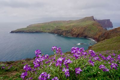 Purple flowering plants by sea against sky