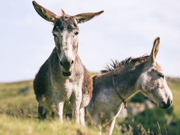 Donkeys on field against clear sky