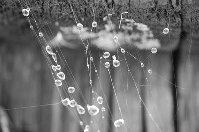 Close-up of wet spider web on plant during rainy season