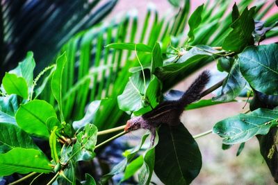 Close-up of butterfly on leaves