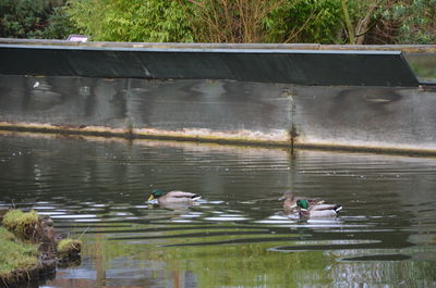 Ducks swimming in lake