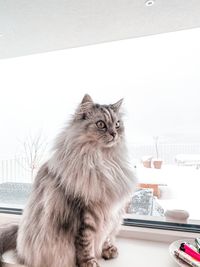 Portrait of cat sitting on table