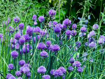 Purple flowers blooming in field