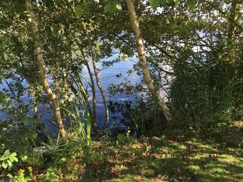 Low angle view of trees by lake against sky