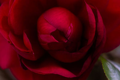 Close-up of red rose