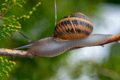 Close-up of snail