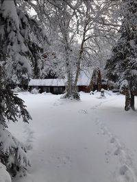 Snow covered plants by trees