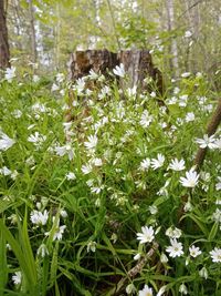 View of white flowering plants