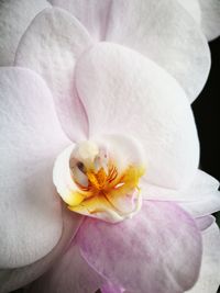 Close-up of white flower blooming outdoors