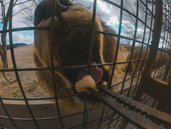 Close-up of lion's jaw while eating