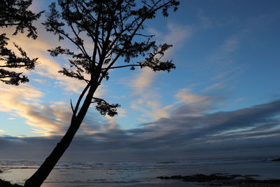 Low angle view of silhouette trees against sky during sunset