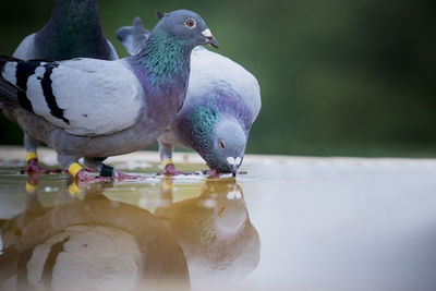 Close-up of birds perching on a lake