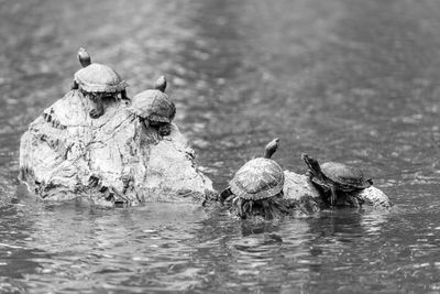 Ducks swimming in lake