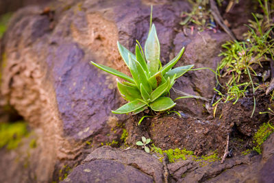 Close-up of plant on rock