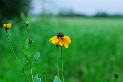 Close-up of butterfly on yellow flower