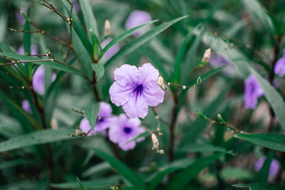 Close-up of purple flowering plant