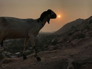 Side view of horse at sunset