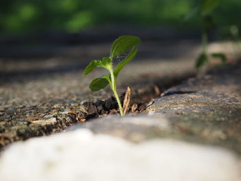 Close-up of young plant growing outdoors