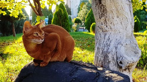 Portrait of cat sitting on tree trunk