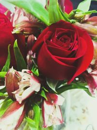 Close-up of red roses blooming outdoors