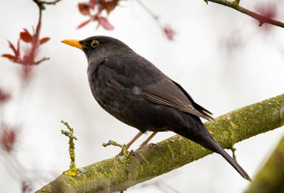 Close-up of bird perching on tree