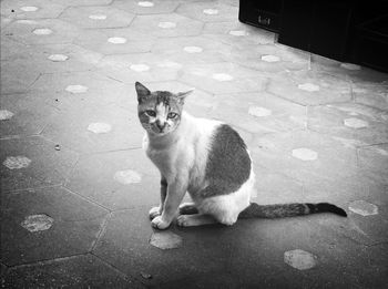 Portrait of cat sitting on floor