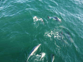 High angle view of dolphins swimming in sea