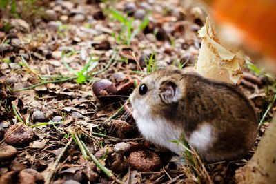 Close-up of squirrel on land