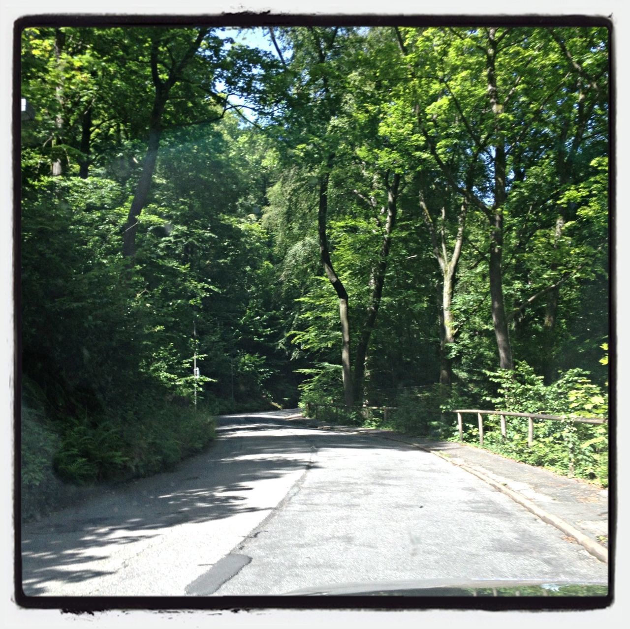 tree, transfer print, the way forward, growth, green color, auto post production filter, tranquility, nature, lush foliage, forest, diminishing perspective, beauty in nature, tranquil scene, sunlight, transportation, footpath, road, branch, day, scenics